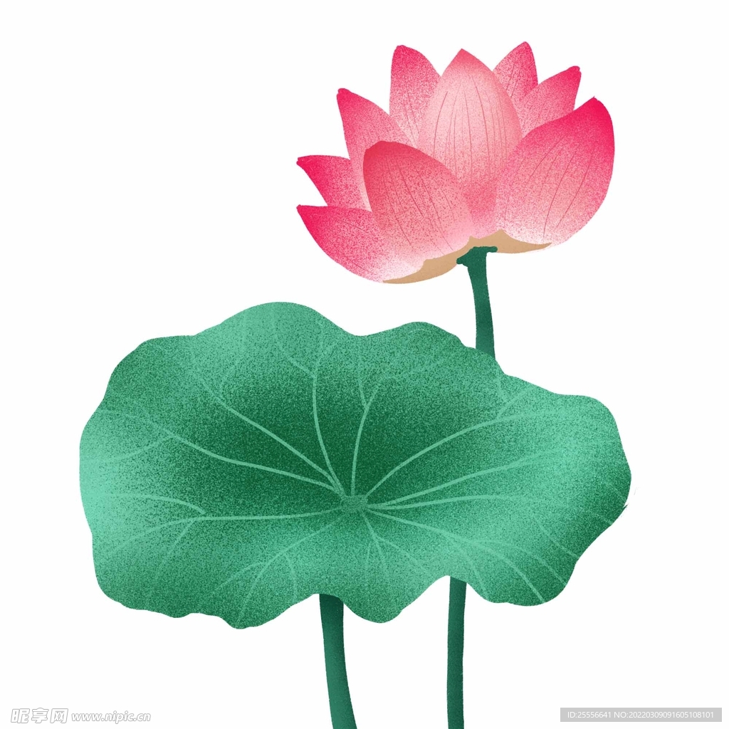 手绘荷花