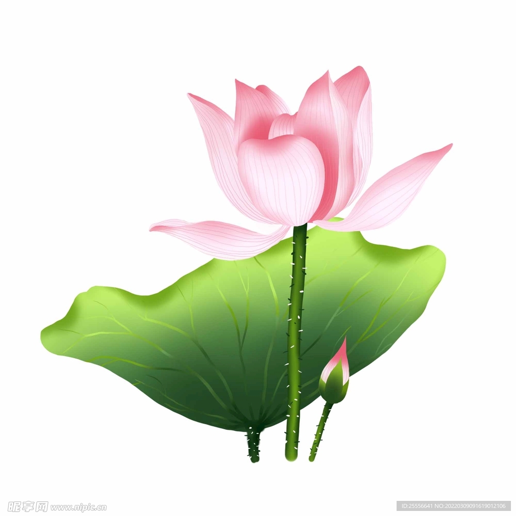 手绘荷花