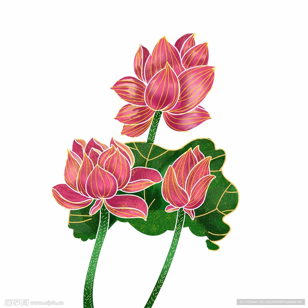 手绘荷花