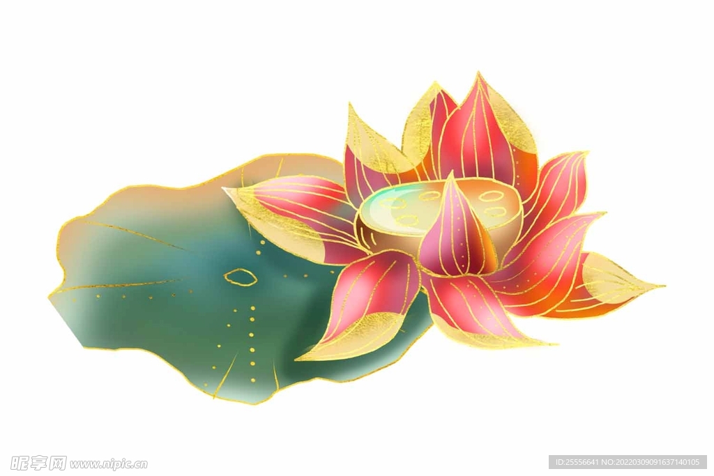 手绘荷花