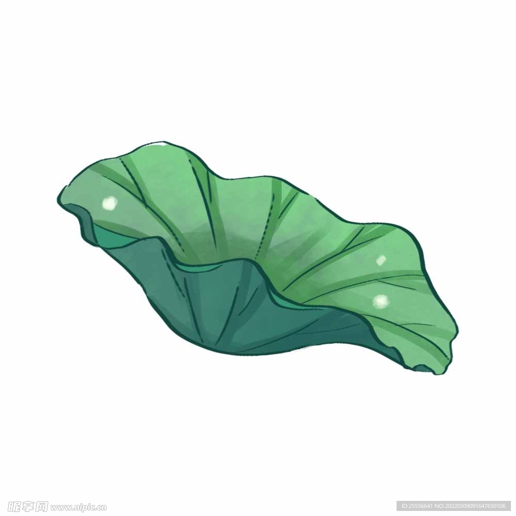 手绘荷花