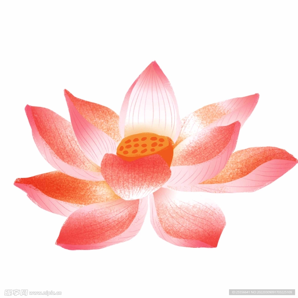 手绘荷花