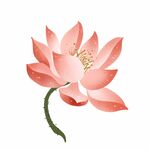 手绘荷花