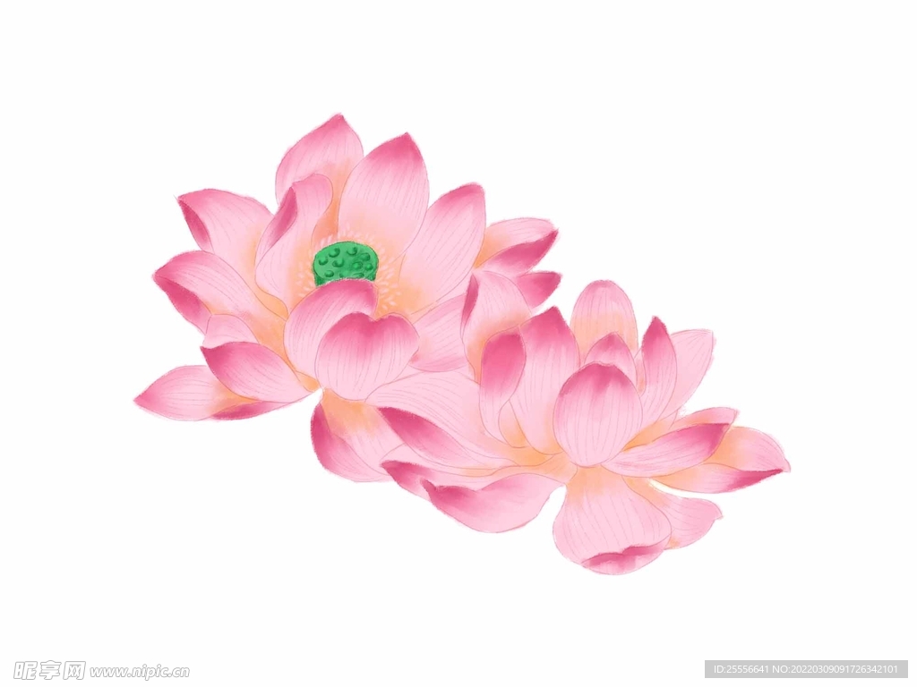 手绘荷花