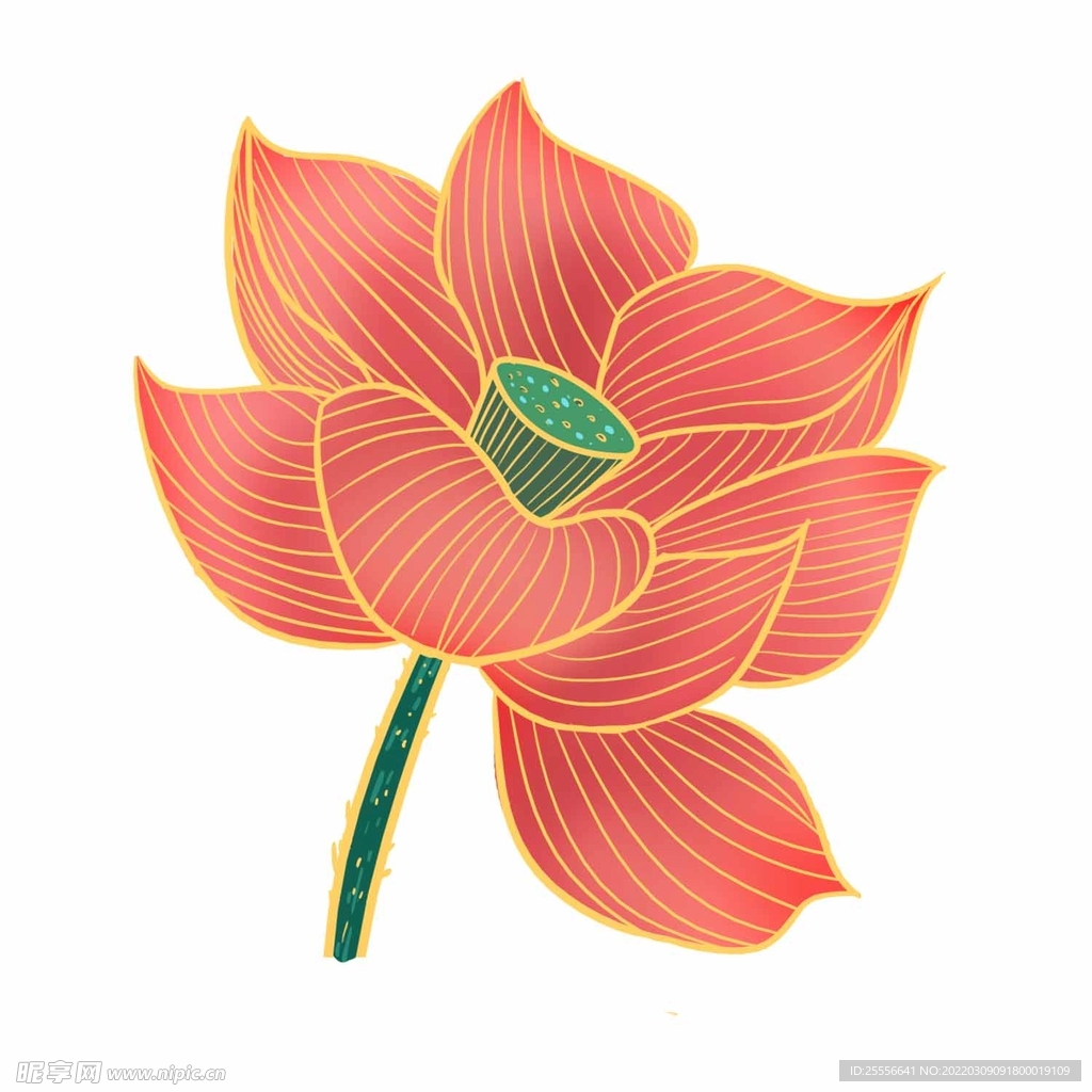手绘荷花