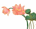 手绘荷花