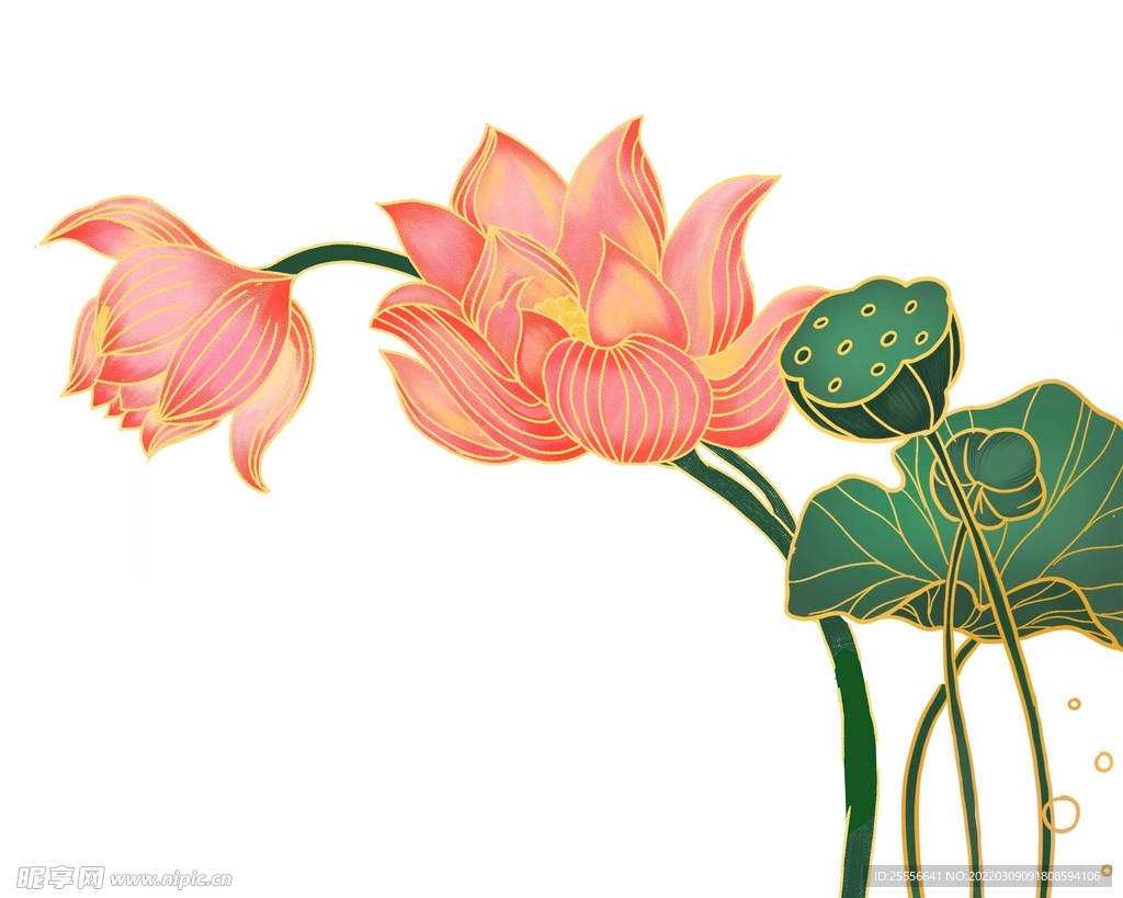 手绘荷花