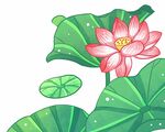 手绘荷花