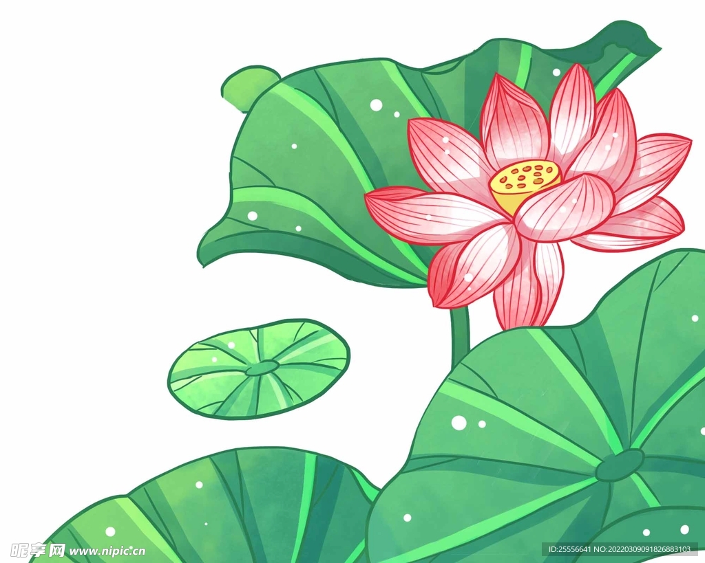 手绘荷花