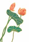 手绘荷花