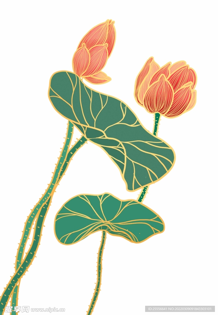 手绘荷花
