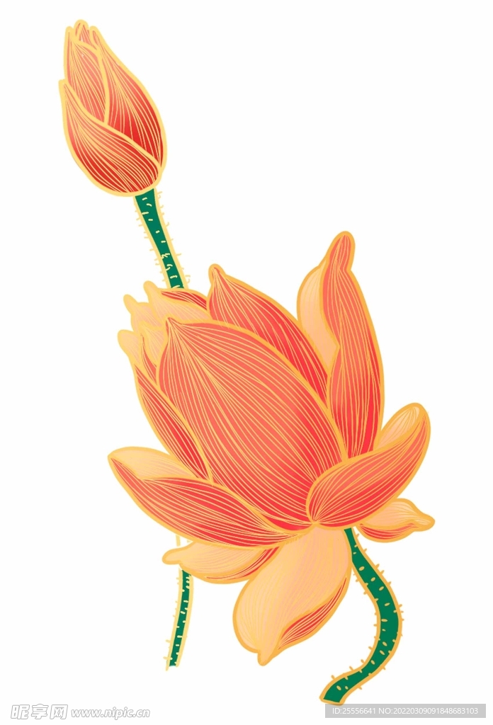 手绘荷花