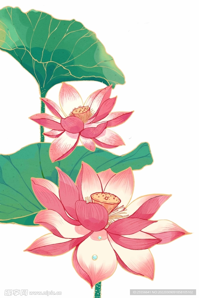 手绘荷花