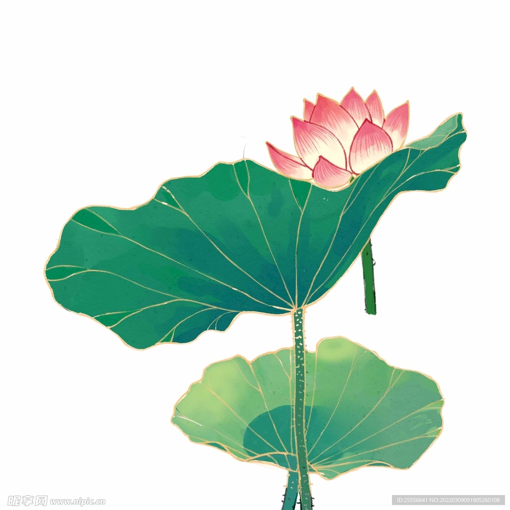 手绘荷花