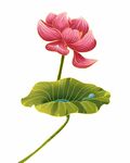 手绘荷花