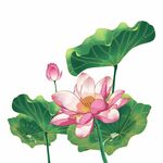 手绘荷花