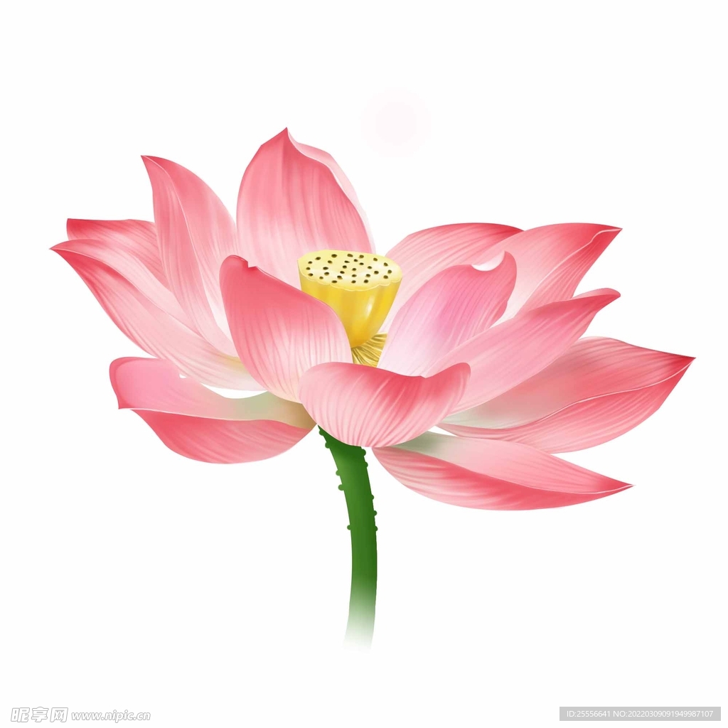 手绘荷花