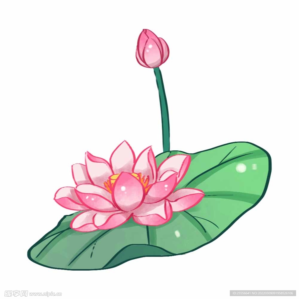手绘荷花