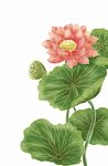 手绘荷花