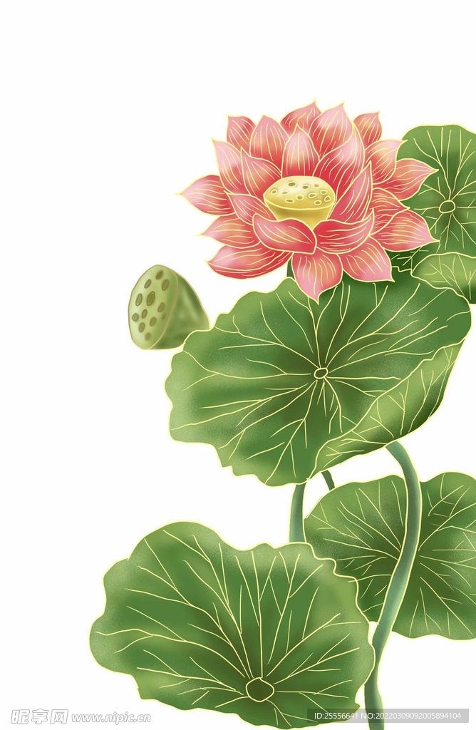 手绘荷花