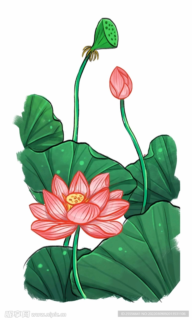 手绘荷花