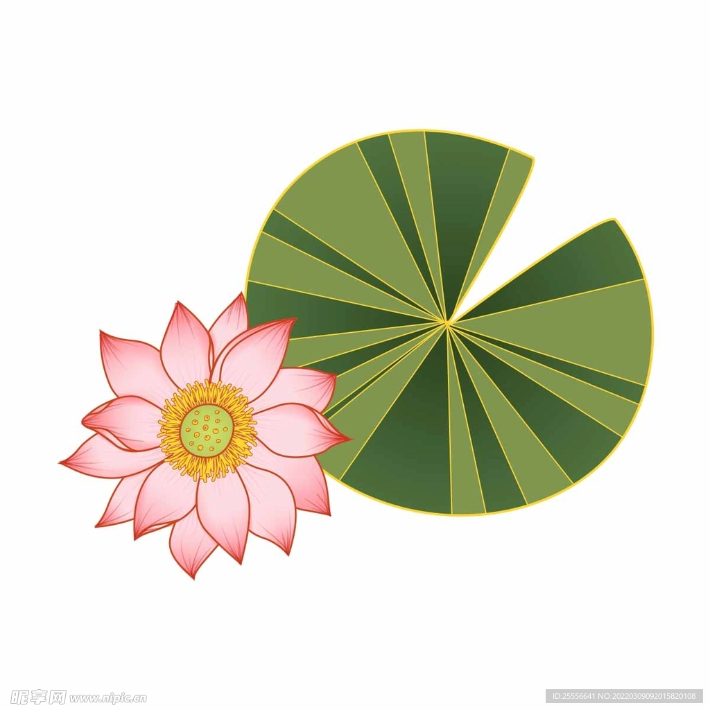 手绘荷花