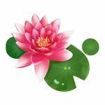 手绘荷花