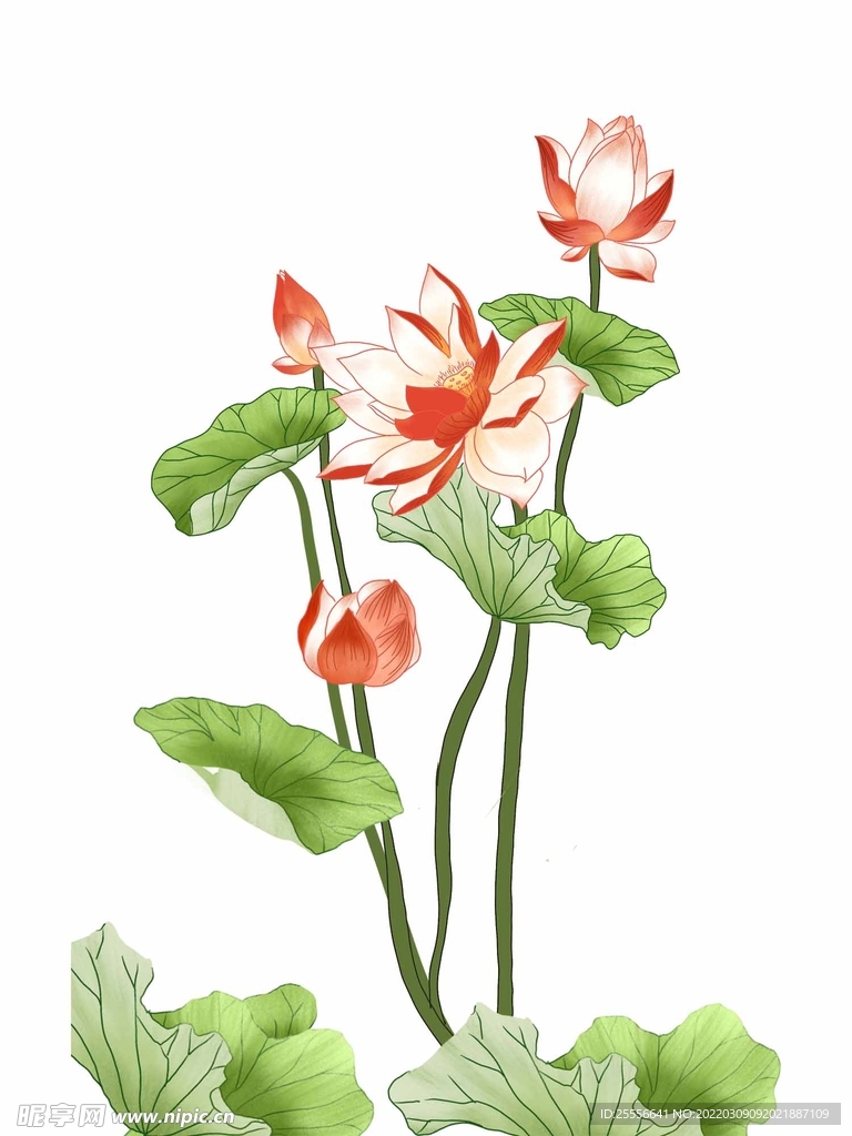 手绘荷花