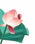 手绘荷花
