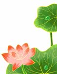 手绘荷花
