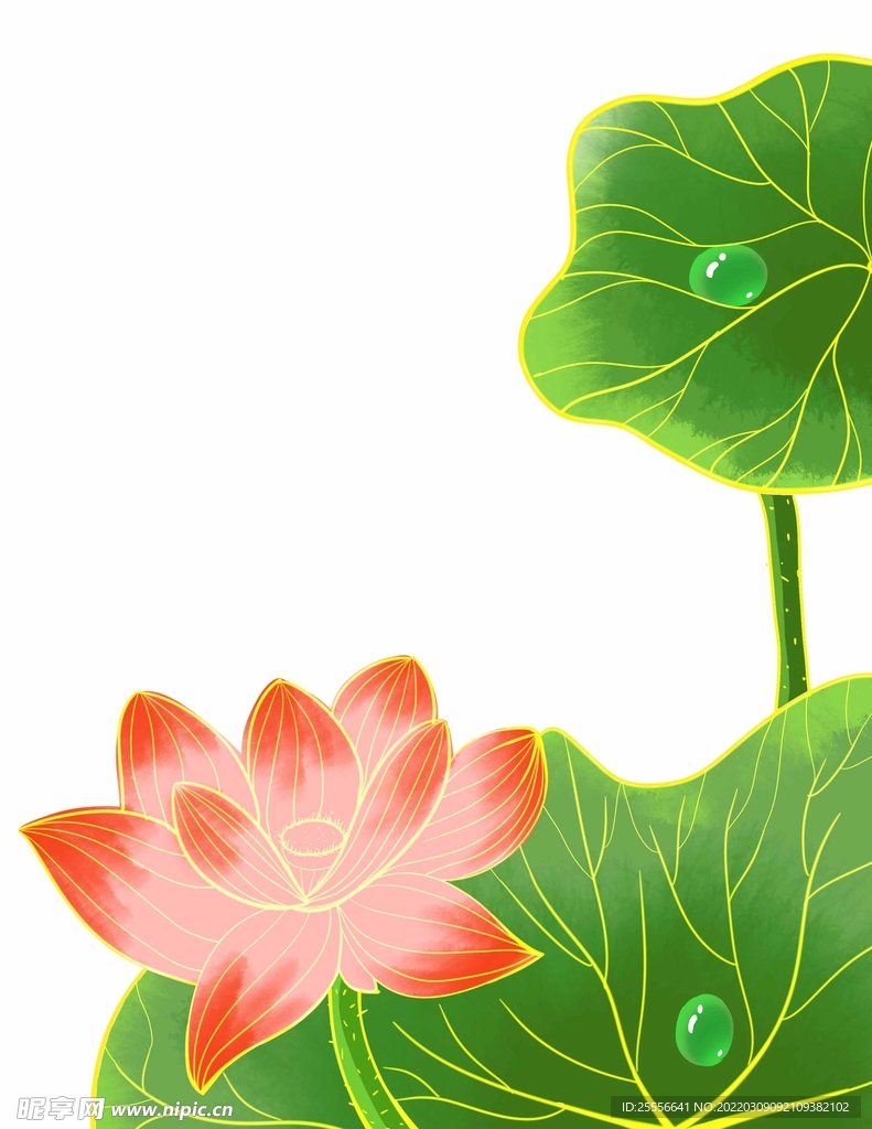 手绘荷花