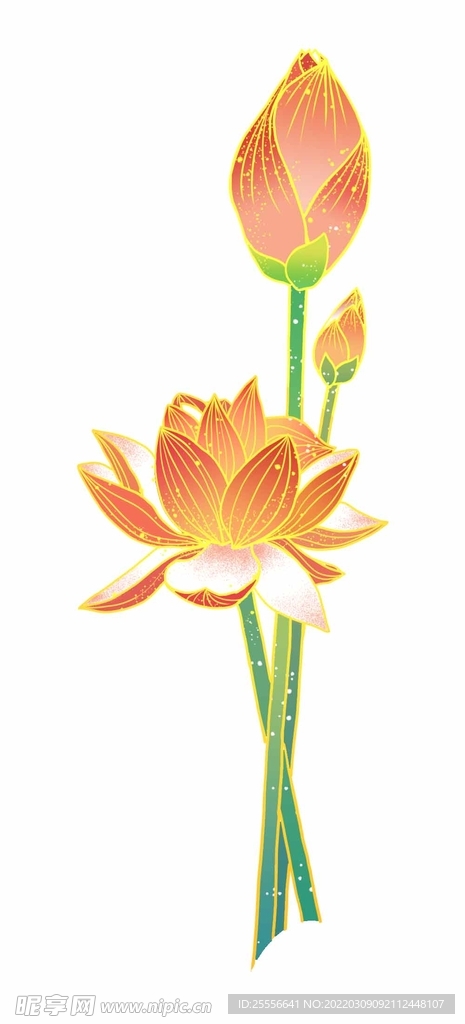 手绘荷花