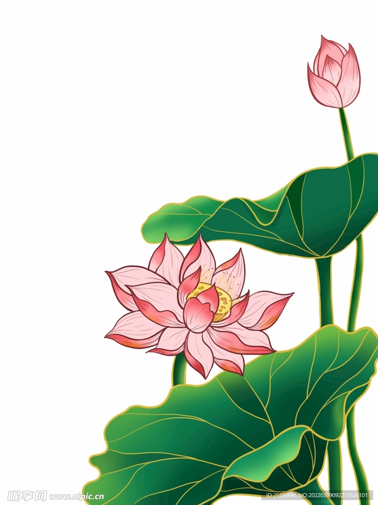 手绘荷花