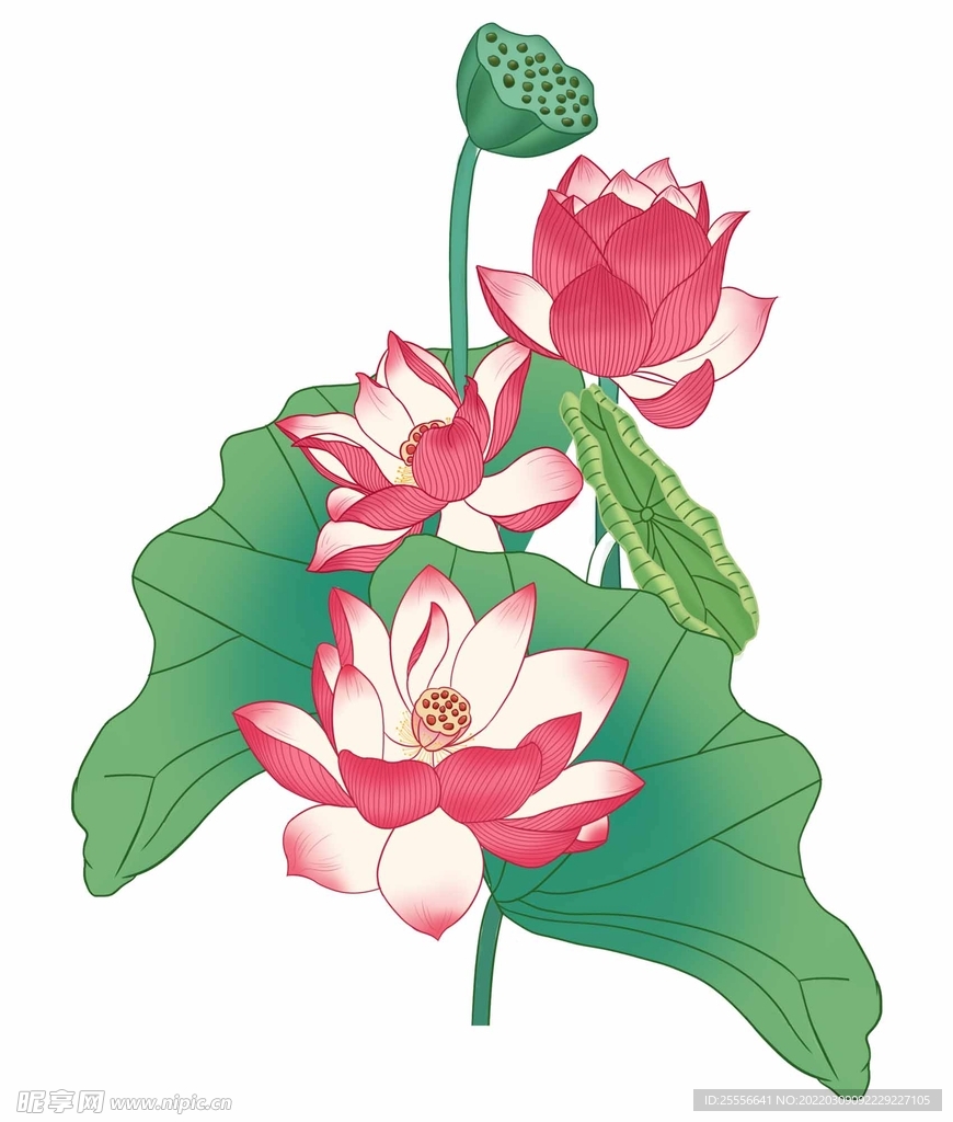 手绘荷花