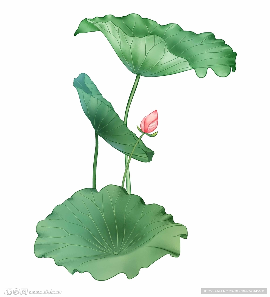 手绘荷花