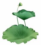 手绘荷花
