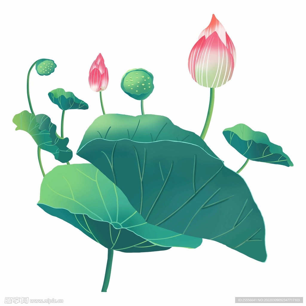 手绘荷花