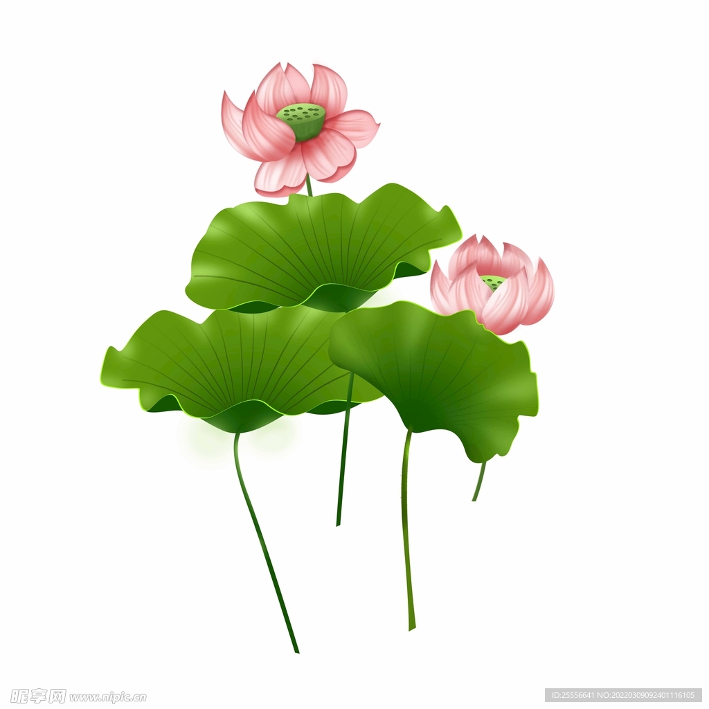 手绘荷花