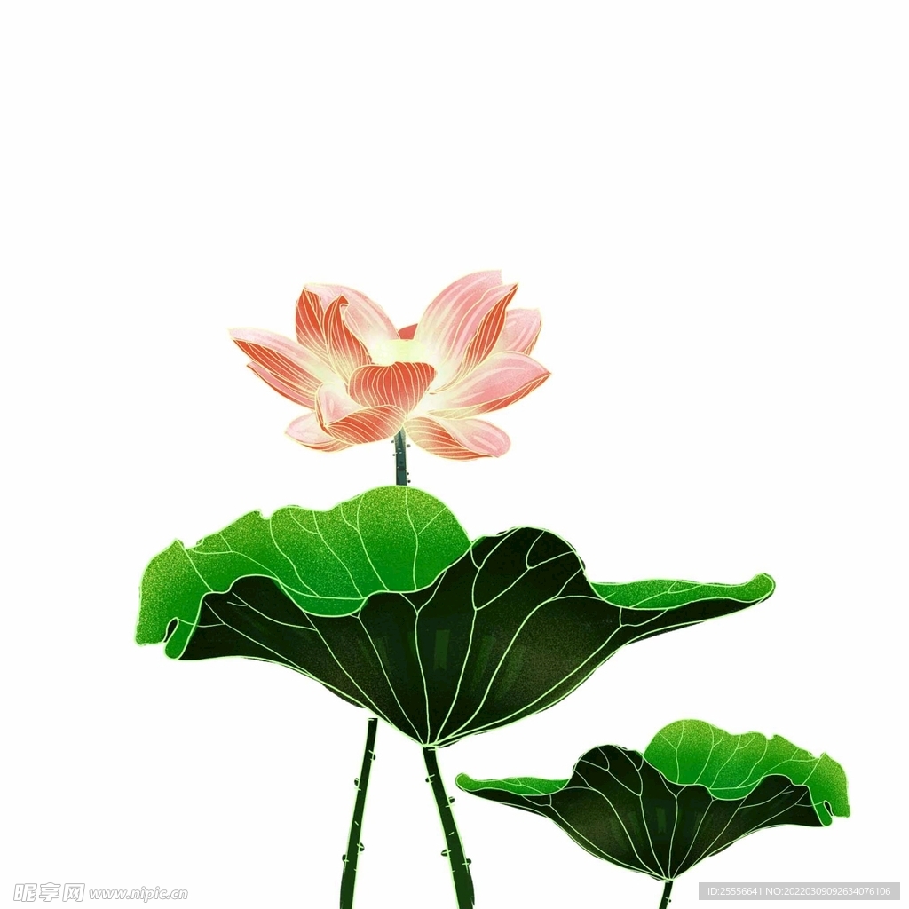手绘荷花