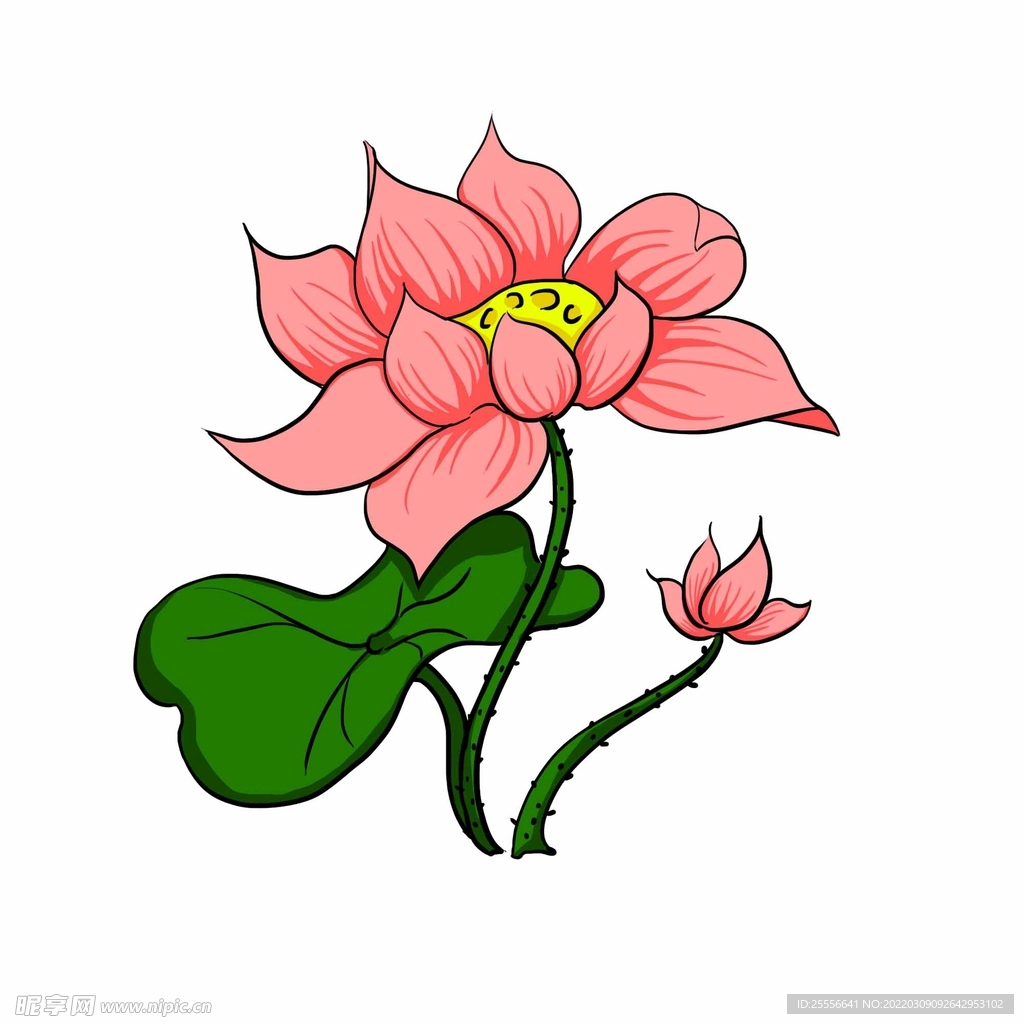手绘荷花