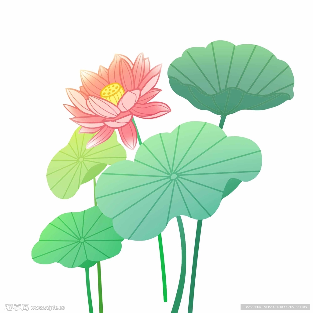手绘荷花