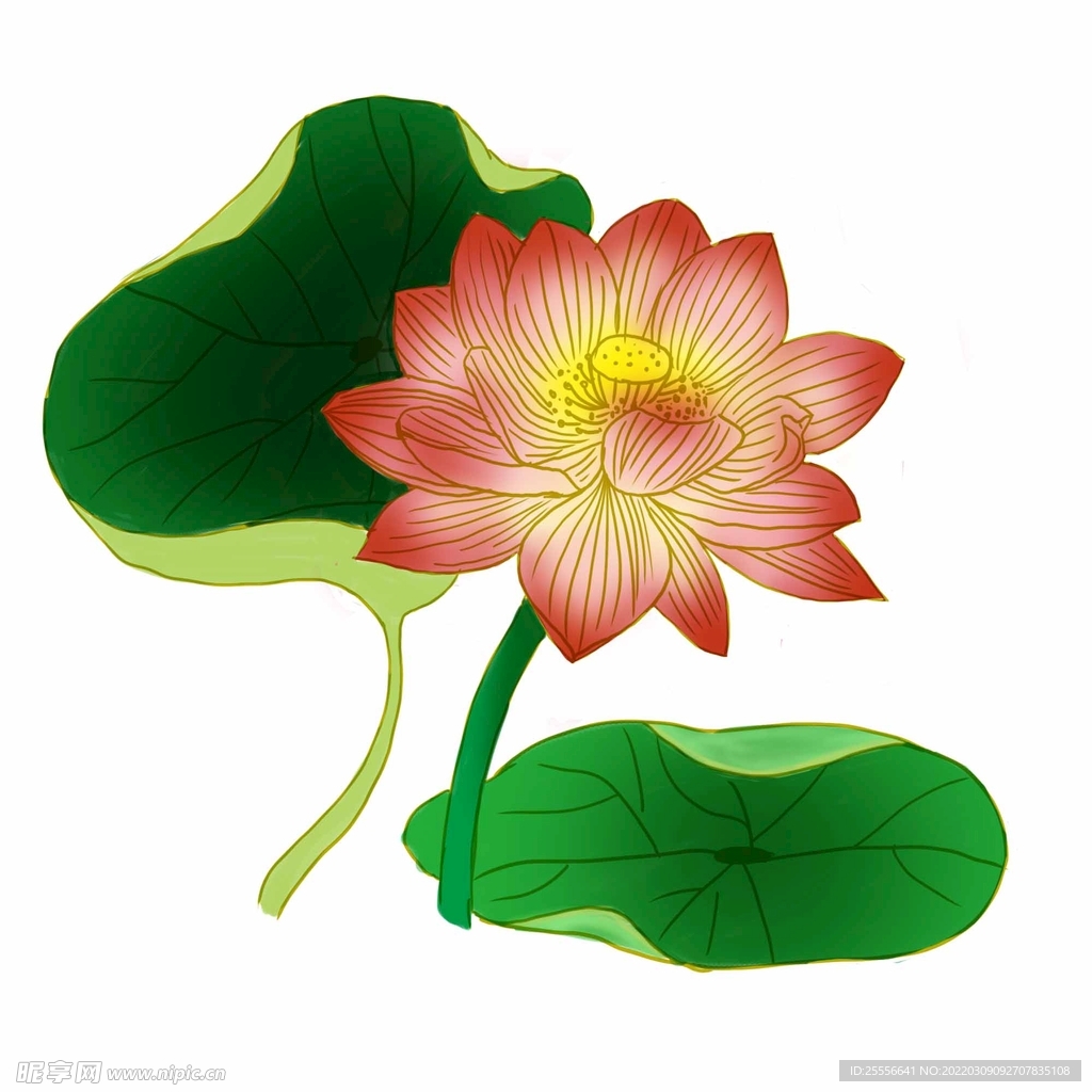 手绘荷花