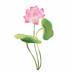 手绘荷花