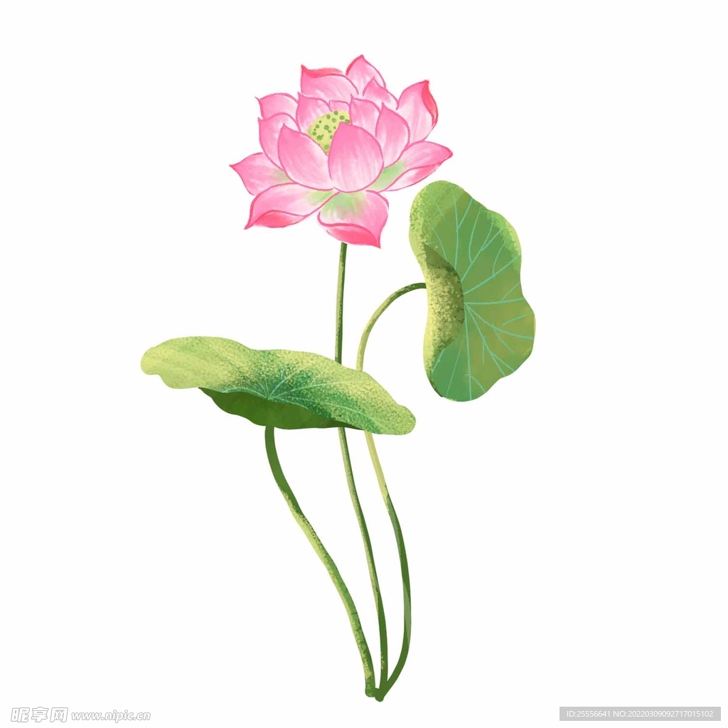 手绘荷花