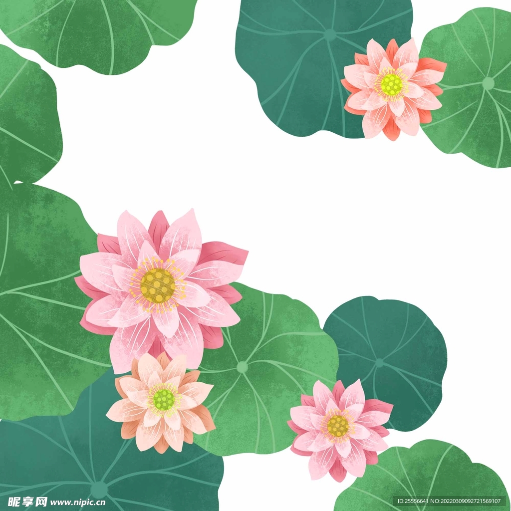 手绘荷花