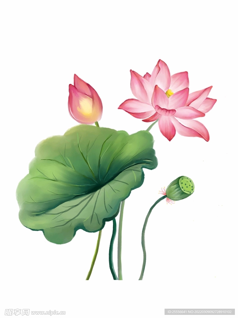 手绘荷花