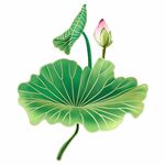 手绘荷花