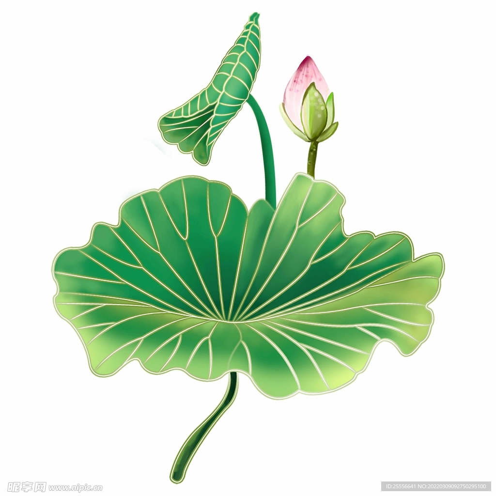 手绘荷花