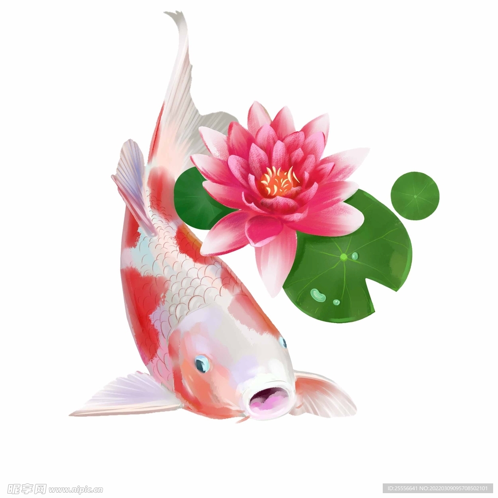 锦鲤