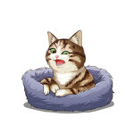 猫              
